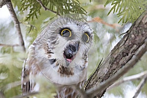 A Saw-whet owl coughing up a pellet in a cedar tree in Canada
