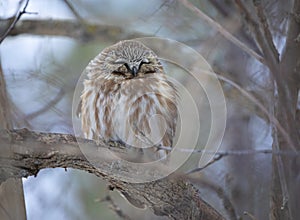 A Saw-whet owl roosting on a branch on a rainy winter day in Canada