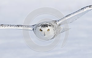 A Saw-whet owl roosting on a branch on a rainy winter day in CanadaSnowy owl female hunting over a snow covered field in winter in