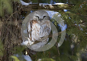 A Saw-whet owl roosting on a cedar tree branch during winter in Canada photo