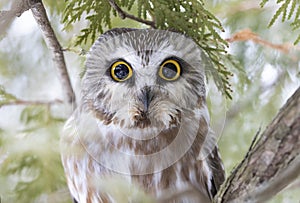 A Saw-whet owl roosting in a cedar tree in Canada