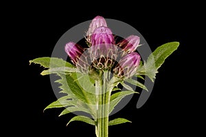 Saw-Wort (Serratula tinctoria). Immature Synflorescence Closeup