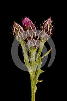 Saw-Wort (Serratula tinctoria). Immature Synflorescence Closeup