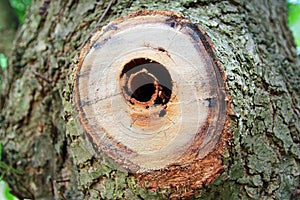 Saw wound to tree with hole from sawn-off branch