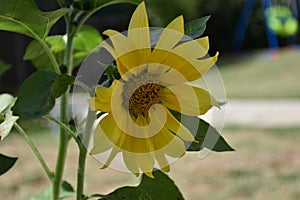Saw of a yellow sunflower with gradient