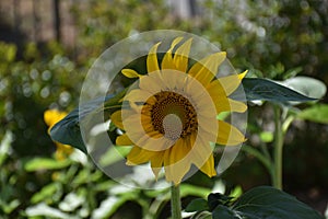 Saw of a yellow sunflower with gradient