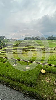 Sawah dan keindahannya