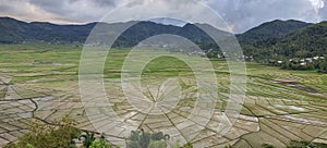 Sawah Spider in Manggarai Barat photo