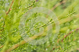 Sawara cypress plant, known as species Chamaecyparis pisifera (Siebold Zucc.) Endl