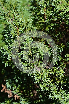 Sawara cypress Plumosa Juniperoides