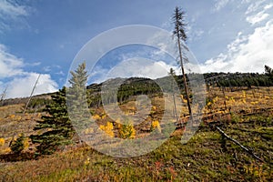 The Sawback Burn in Banff National Park