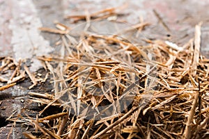 Sawdust on olds wood background photo