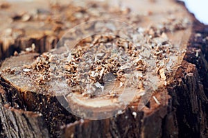 Sawdust on the willow stump