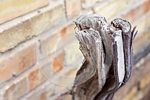 Sawed dried grapevine on brick wall background