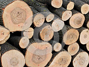 Sawed ends of logs stacked in a timber yard