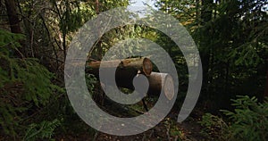 Sawed log obstructing a forest path. Forestry and conservation concept for environmental design and education