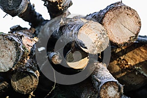 Sawed logs ate in the forest. Wood Stag. Background