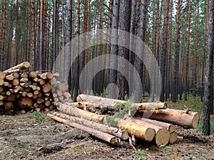Sawed logs lie in a pine forest in summer. Russia. Siberia. Logging. Forestry. Nature management. Mobile photo