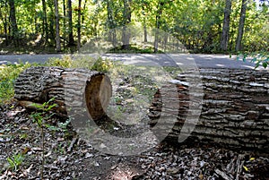 Sawed logs photo