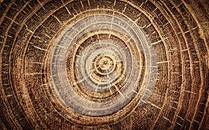 Sawed oak tree close up. Macro shot of oak tree rings on wood slice. Oak old wood background