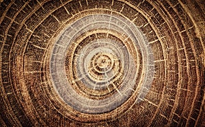 Sawed oak tree close up. Macro shot of oak tree rings on wood slice. Oak old wood background photo