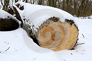 sawed oak tree log under snow