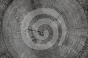 Sawed oak trunk ruled annual rings cracked natural rustic background hard base background toned