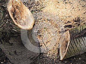 Sawed off piece of log lies on the ground among the sawdust near the trunk of the cherry tree. Chainsaw work concept, background