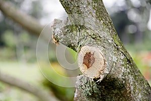 Sawed off tree branch