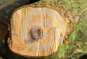 Sawed-off tree branch