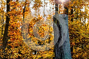 Sawed off tree trunk with rough bark in forest. Golden sunlight falls through colorful leaves in autumn.