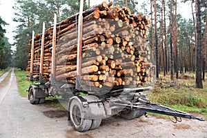 Sawed-off tree trunks in the forest