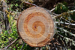 A sawed off trunk of a fallen tree in the Siskiyou National Forest, Oregon, USA