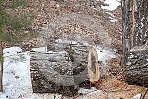 Sawed parts of a large birch in the forest. Sawed birch blocks