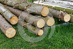 sawed pine logs laid on green grass