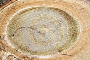 Sawed tree