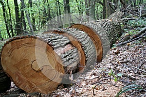 Sawed tree photo