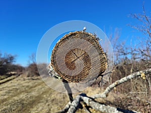 Sawed tree photo