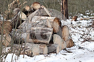 Sawed tree into logs.