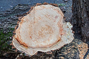 A sawed tree with a rough bark and annual rings