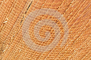 Sawed tree trunk cut close up