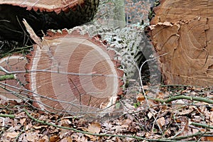 Sawed tree trunk oak wood