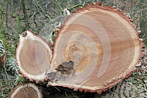 Sawed tree trunk oak wood