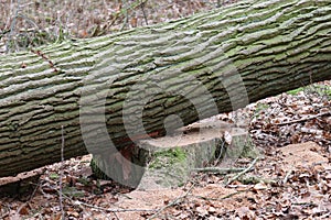 Sawed tree trunk wood
