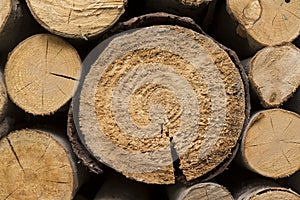 sawed tree trunks, sawed, wood, wood texture, natural, material, decor, logs, photo