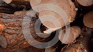 Sawed Trunks of Pine Trees at the Lumber Warehouse. Close-up. Dolly Shot