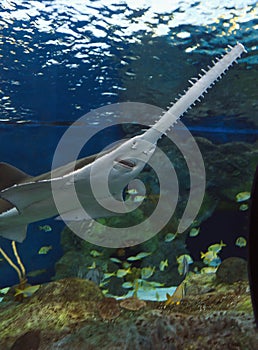 Sawfish in Aquarium