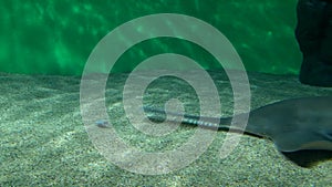 Sawfish feeding in aquarium