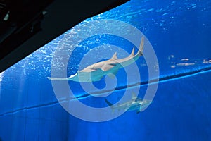 Sawfish in large aquarium