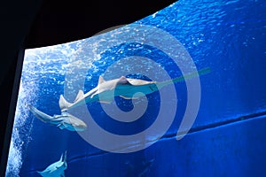 Sawfish in large aquarium